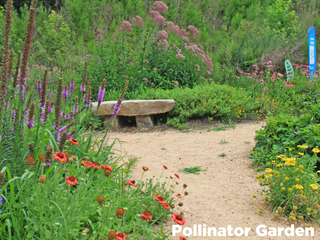 Pollinator Garden