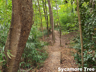 Sycamore Tree